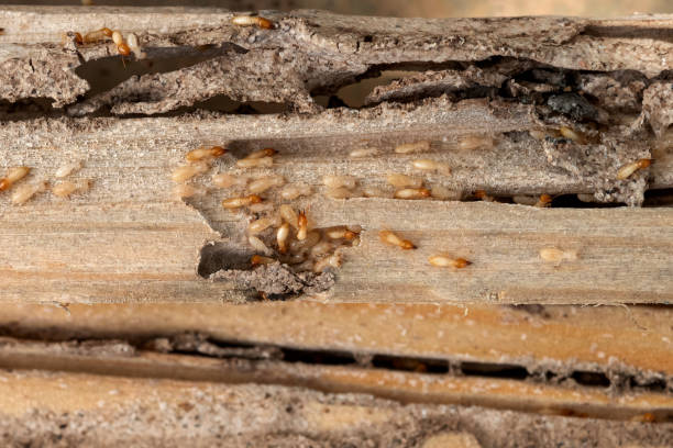 Best Pest Removal Services  in Carbondale, CO
