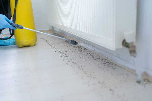 Best Affordable Pest Control Services  in Carbondale, CO