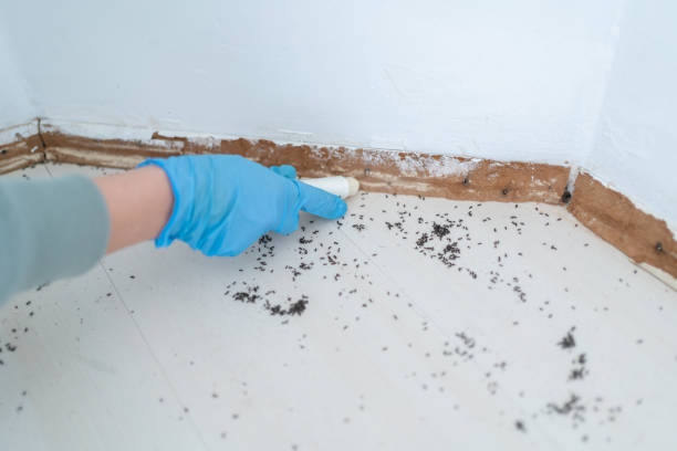 Best Bed Bug Extermination  in Carbondale, CO